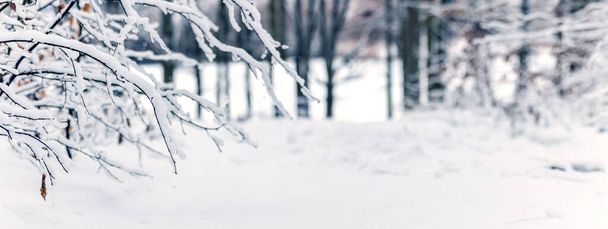 Een winterbos na een sneeuwval met besneeuwde boomtakken gebogen door de sneeuw - Foto, afbeelding