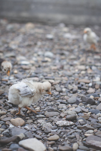 Lähikuva pieni valkoinen poikasen kävely kiviä - Valokuva, kuva