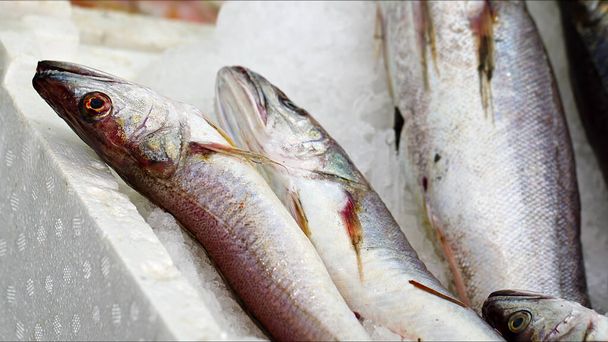 Peixes crus de frutos do mar em uma loja de mercado no gelo - Foto, Imagem