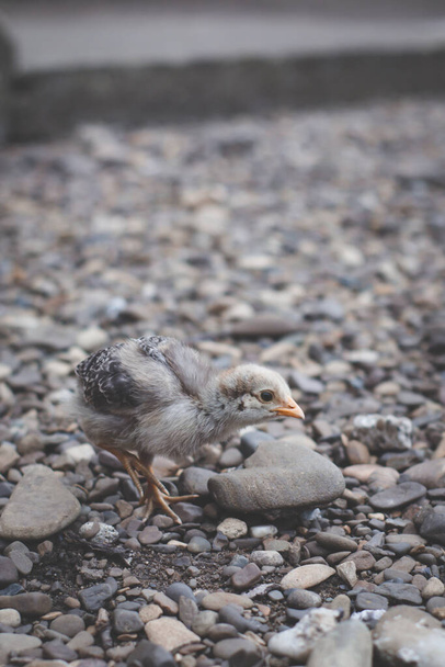 Закрыть маленького цыпленка, идущего по камням - Фото, изображение