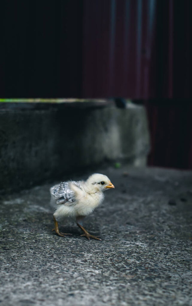Primer plano de pollito blanco caminando sobre hormigón - Foto, Imagen