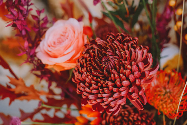 Dunkle Pflaume lila Chrysanthemen Blumen Hintergrund. Lebendige Farben. - Foto, Bild