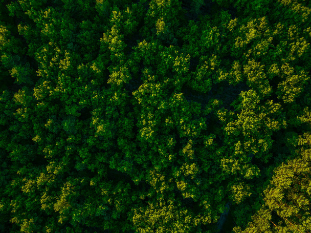 Vista del bosque desde el dron. Concepto de bosque y árboles desde el aire. Cuidar el medio ambiente. - Foto, imagen