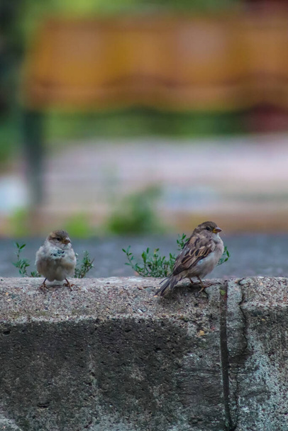Großaufnahme von Sperlingsvögeln, die auf Beton mit Kopierraum sitzen - Foto, Bild