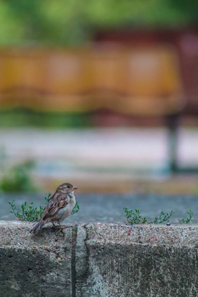 Lähikuva varpunen lintu istuu betonin kopioida tilaa - Valokuva, kuva
