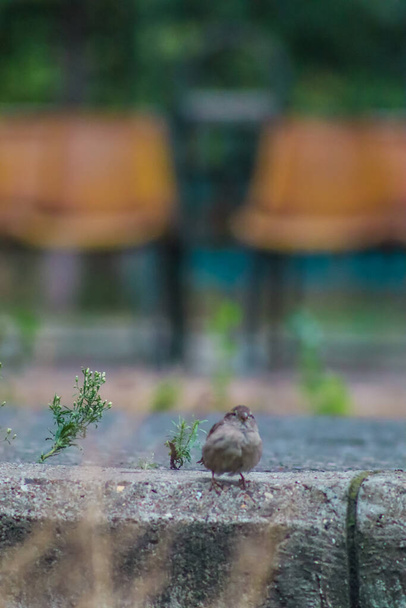 Közelkép a veréb madár ül a betonon fénymásoló hely - Fotó, kép