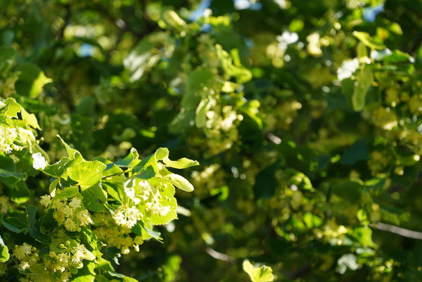 Small-leaved lime or Tilia cordata, little leaves - Photo, Image