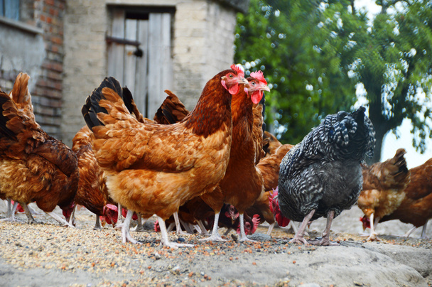 Polli in allevamento di pollame tradizionale allevato all'aperto - Foto, immagini