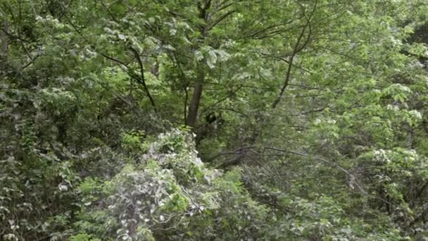 Ein Spinnenaffe klettert im Sumidero Canyon auf einen Baum. Konzept der Tierwelt in Chiapas - Filmmaterial, Video