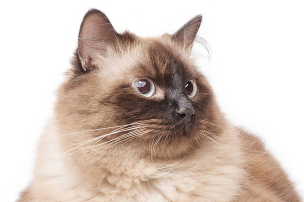 Μια γάτα του Neva μεταμφίεση χρώμα σημείο φυλή είναι νέος σε λευκό φόντο. Πορτραίτο γάτας. - Φωτογραφία, εικόνα