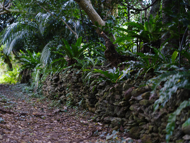 kivimuuri iriomote saarella - Valokuva, kuva