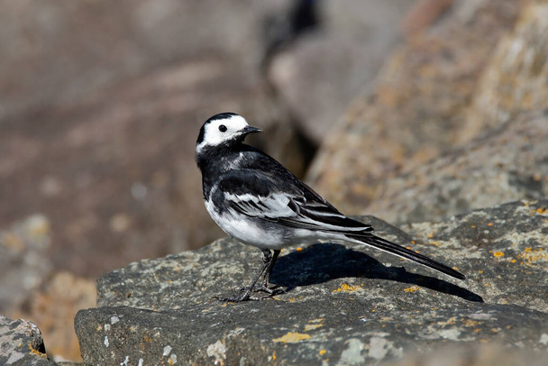 Pied Wagtail standing on rocks looking over left shoulder while searching for food.Taken at Draycote Water Rugby - Photo, Image