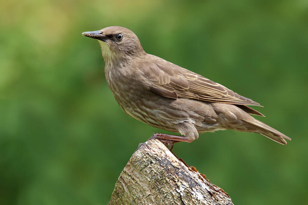 Juvenilní Starling Sturnus vulgaris sedící na větvi - Fotografie, Obrázek