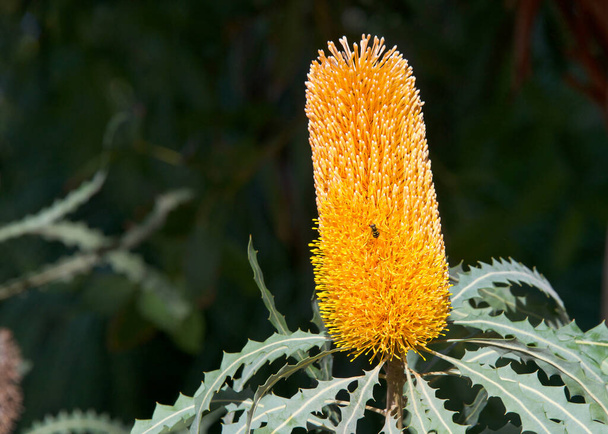 Hairpin banksia цветочный конус растет вверх от ветвей деревьев. Отличительные цветочные шипы появляются в течение короткого периода времени до осени и ранней зимы.. - Фото, изображение