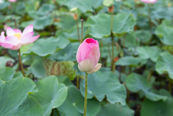 Pink lotus flower blooming in pond with green leaves - Foto, afbeelding