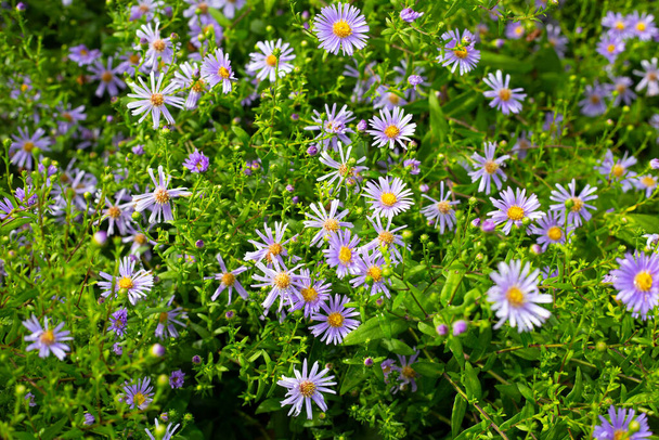 Kaunis violetti kukkia Symphyotrichum dumosum - Valokuva, kuva