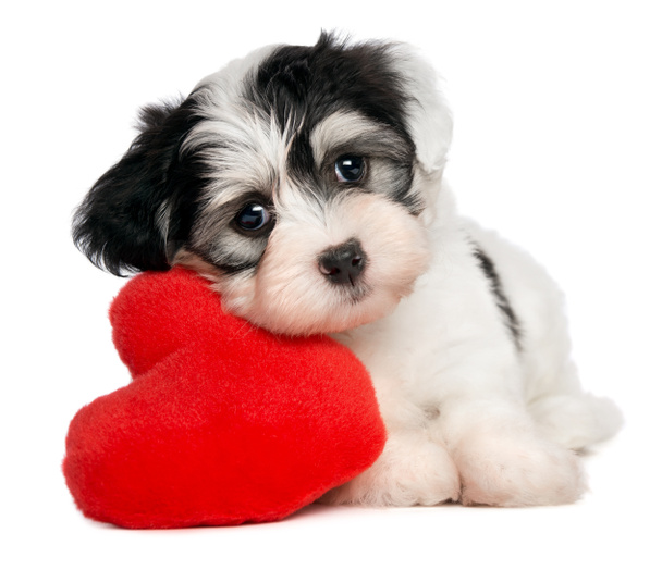 Amante Valentine Cãozinho havaiano
 - Foto, Imagem