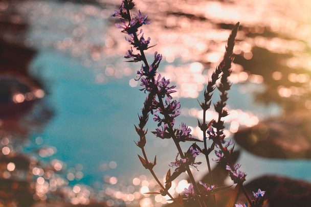 Blumen mit pastellrosa und blauem Wasser Bokeh Hintergrund - Foto, Bild