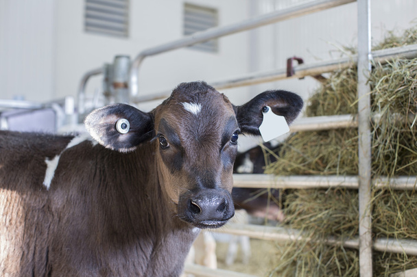 若い子牛の酪農場に位置する保育園で - 写真・画像