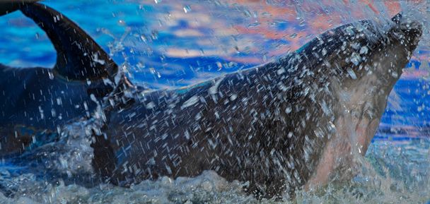 delfín flotante en el agua con salpicaduras. Terapia con delfines. horizontal - Foto, imagen