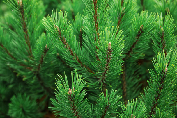 Green fir branches outdoors, closeup - Photo, Image
