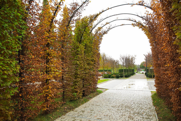 Vista del hermoso arco del árbol en el parque de otoño - Foto, imagen