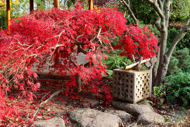 Rode Japanse esdoorn in het najaar park - Foto, afbeelding