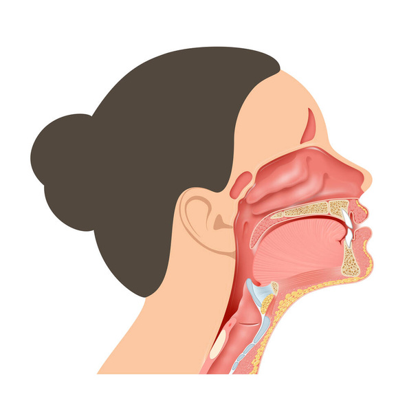 Anatomical structures surrounding the pharynx illustration - Photo, Image