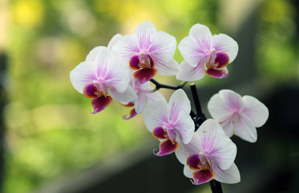 Valkoinen ja pinkki orkidea. Kaunis valkoinen ja vaaleanpunainen orkideat myöhään keväällä päivä, jossa hämärtynyt, pehmeä, vihreä, tausta.  - Valokuva, kuva