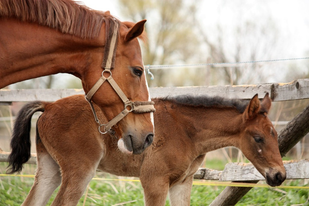 Brown cute foal portrait with his mother - Photo, Image