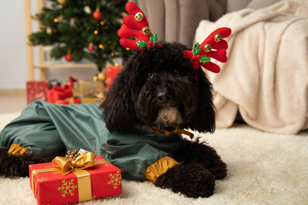 Pojęcie Wesołych Świąt, zabawny pies świąteczny - Zdjęcie, obraz