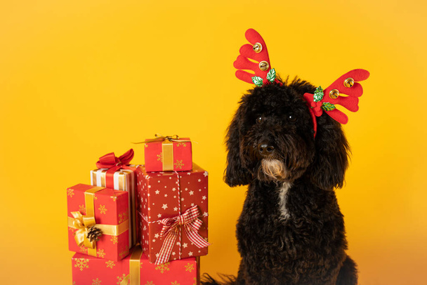 Koncepciója Boldog Karácsonyt, vicces karácsonyi kutya - Fotó, kép