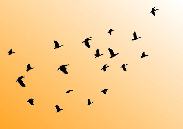 aves vector volador ilustración  - Vector, imagen