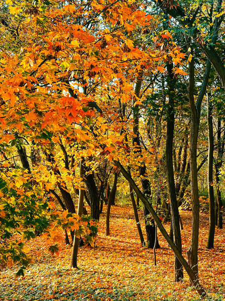 自然・景観・環境・紅葉の美しい秋の風景を背景に、四季折々の風景を楽しむ - 写真・画像