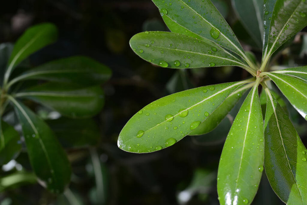 Closeup view of green leaves with water drops outdoors, space for text - Fotó, kép