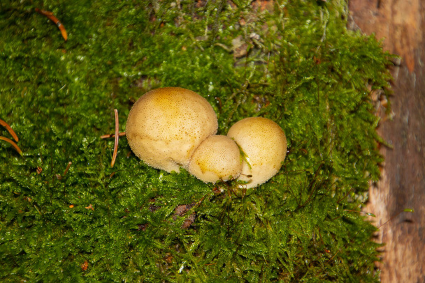 Scleroderma paddenstoel groeit op mos, ook wel Kartoffelbovist - Foto, afbeelding