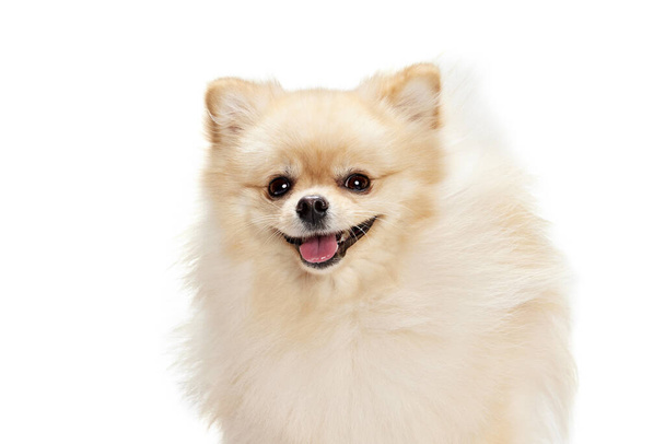 Smile. Closeup face of charming fluffy pomeranian spitz isolated on white background. Concept of breed domestic animal. health care, vet. Doggy looks happy, healthy and delight. Copy space for ad - Fotó, kép