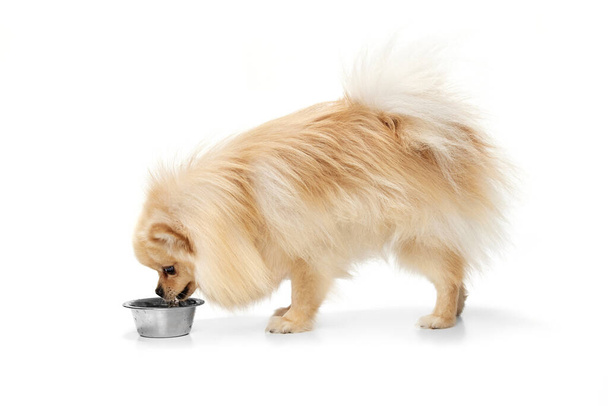 Drinking water. Cream color pomeranian Spitz dog isoltaed over white studio background. Pet look happy, groomed and calm. Concept of care, fashion, animal and ad - Фото, изображение