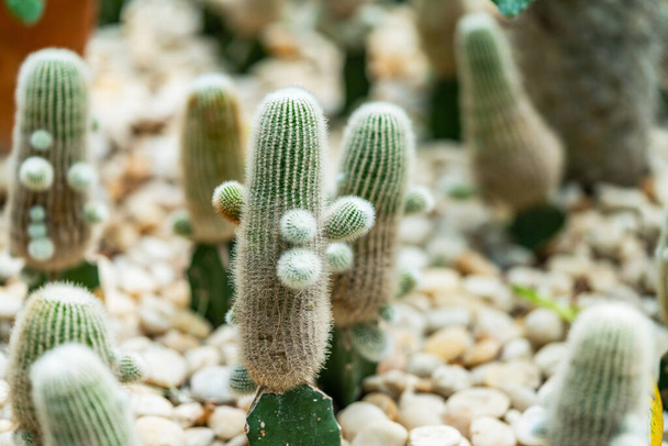 Close up little cute cactus in a garden, all small size cactus together, white pebble on ground. - Foto, Imagem