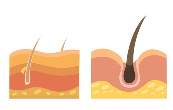 İnsan saçı ve Cilt Anatomisi Tıbbi ve Sağlık Sembol Tanımlama Vektörü - Vektör, Görsel