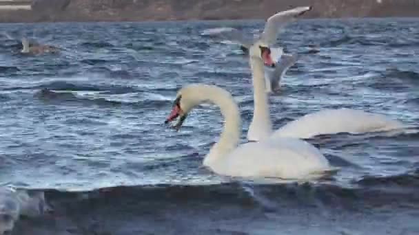 Лебеди питаются на берегу реки
 - Кадры, видео