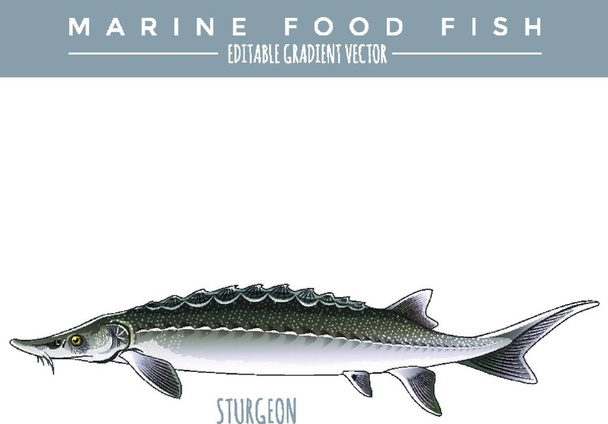 Sturgeon. Marine Food Fish - Vector, Image