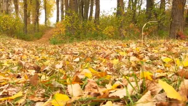 Autumn Colorful Fallen Leaves. Close-Up. - Footage, Video