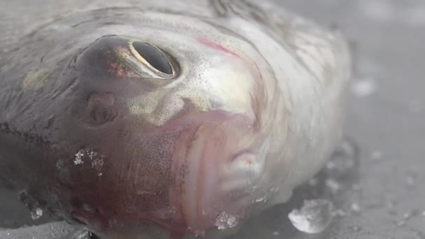 El pez grande ruff sobre el hielo del río en invierno
 - Imágenes, Vídeo