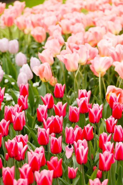 Pink tulips in garden - Фото, зображення