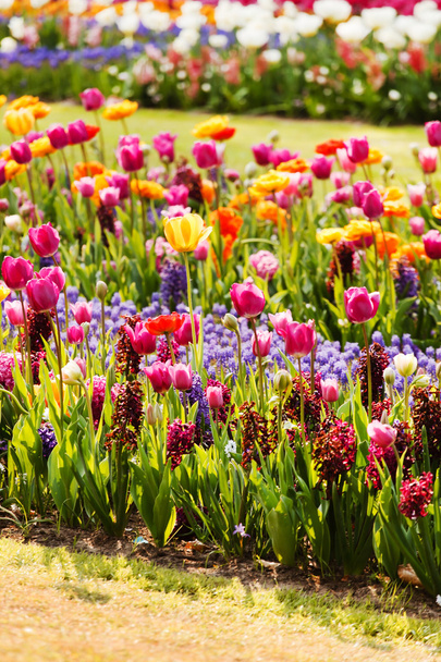 Colorful tulips in garden - Foto, Imagen