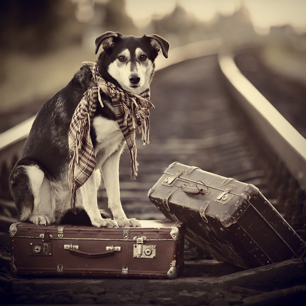 El perro se sienta en una maleta sobre rieles
 - Foto, imagen