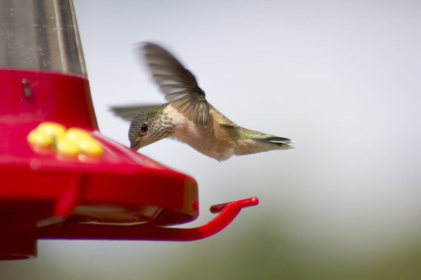 Calliope sinek kuşu uçuş besleyiciyi kullanma - Fotoğraf, Görsel