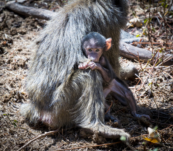Дитячий оливковий бабуїн, який тримає її мати
 - Фото, зображення