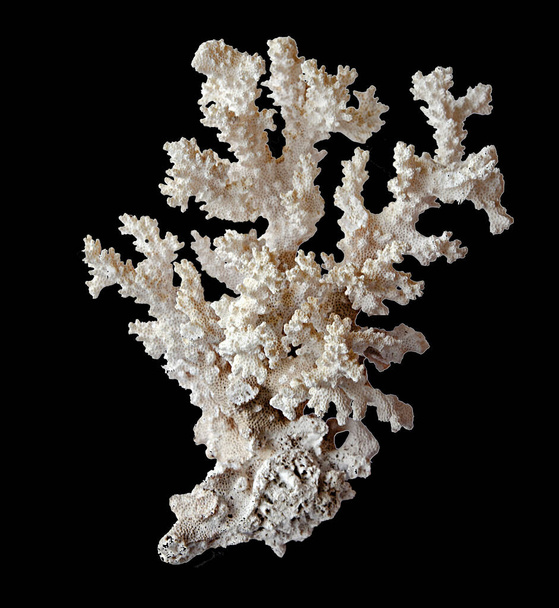 Κοράλλι απομονωμένο σε μαύρο φόντο - Φωτογραφία, εικόνα